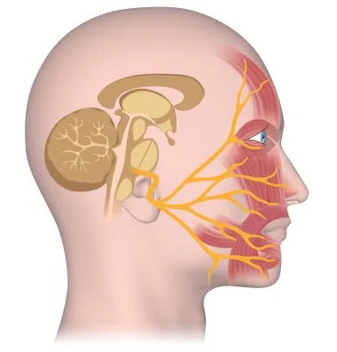 Ilustração dos músculos e nervos faciais