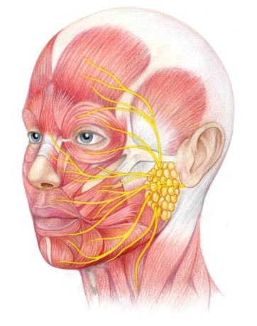 Ilustração dos músculos e nervos faciais